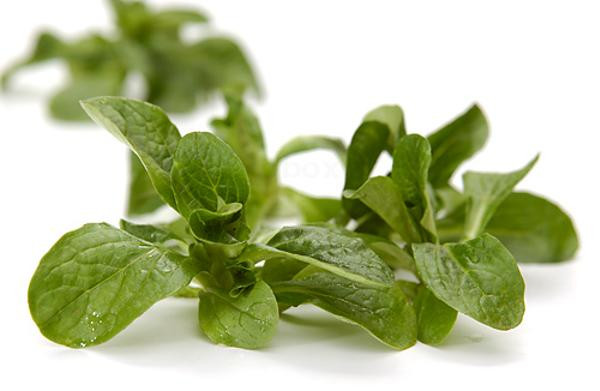 Produktfoto zu Feldsalat 1kg Kiste Hüsgen