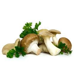 Produktfoto zu Pilztütchen 1kg, Kräuterseitlinge, Austernpilze, Steinchampignons