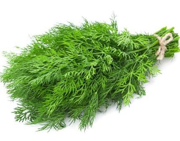 Produktfoto zu Dill im Bund ca. 40g